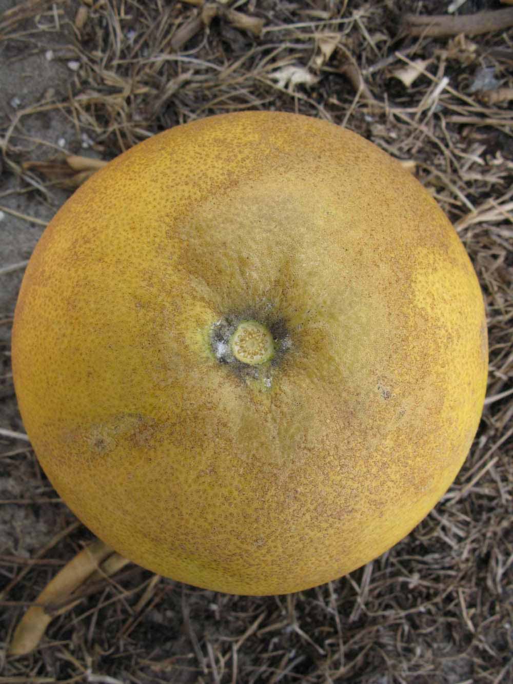              Fruit (Winter Haven, FL)       